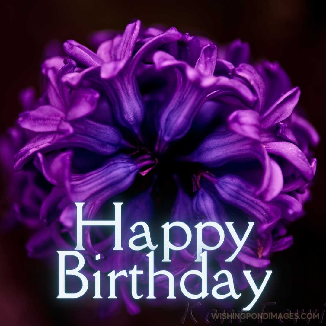 A beautiful image of Hyacinth flower close-up. Happy Birthday Purple Images